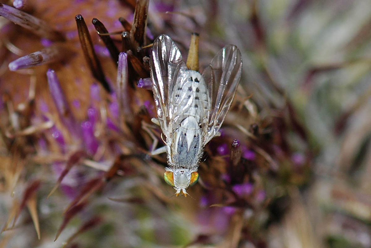 Mosca bianca in deposizione da id.